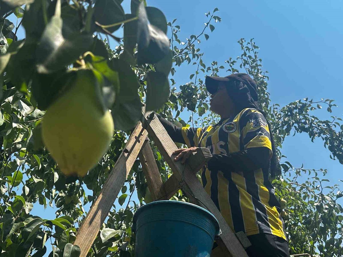 Bursa'da armudun rekor rekoltesi beklenirken, bölgedeki tarım ve ekonomiye olan