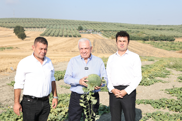 Bursa'da Kavun Hasadı ve Tarım Destekleri