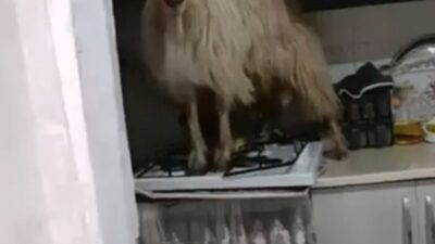 Bursa'da yaşanan olayda keçi panik yarattı. Detaylar ve gelişmeler için