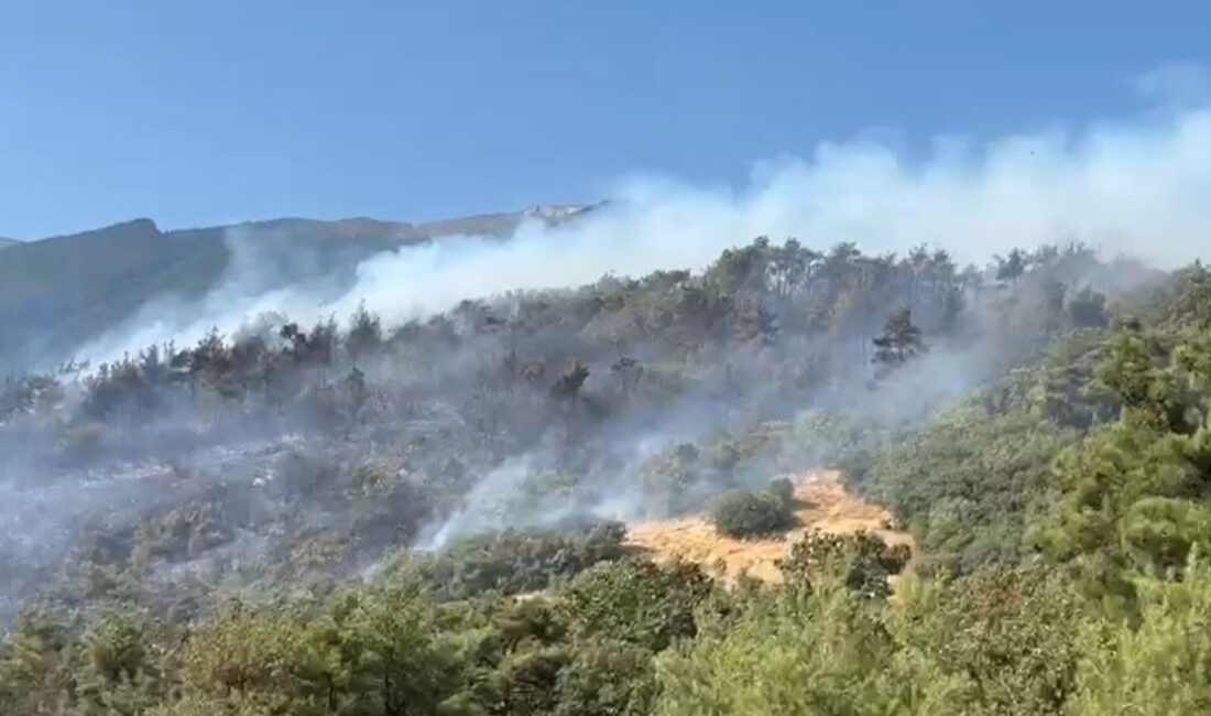 Bursa'da orman yangını korkuttu. Yetkililer olay yerine intikal ederek yangını