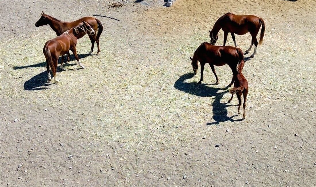 Bursa'da şarj edilmeyen elektrikli otobüsler hakkında detaylı bilgiler, sorular ve
