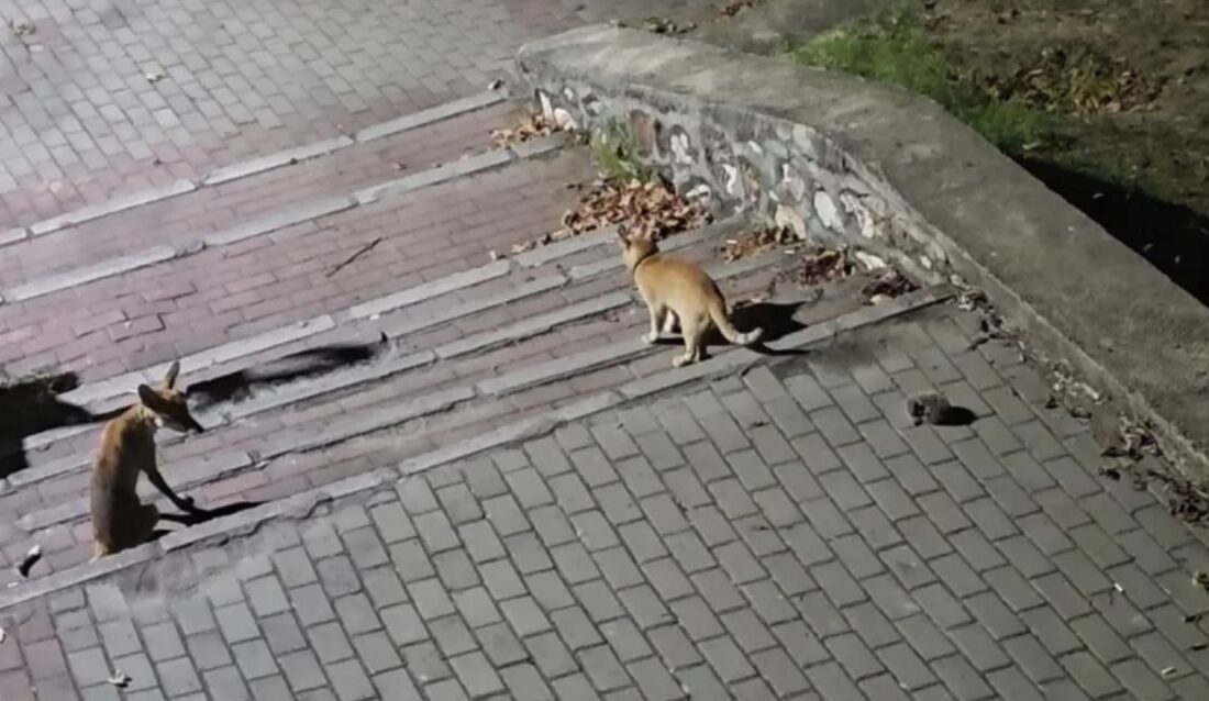 Bursa'da tilki ve kedilerin ilginç karşılaşmasını ve doğal yaşamın güzelliklerini