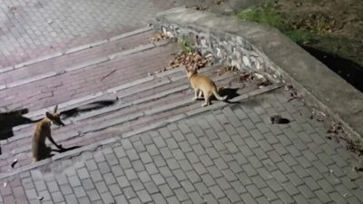 Bursa'da tilki ve kedilerin ilginç karşılaşmasını ve doğal yaşamın güzelliklerini