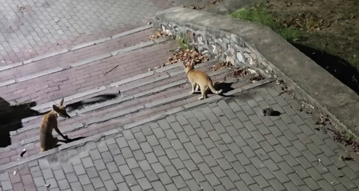 Bursa'da tilki ve kedilerin ilginç karşılaşmasını ve doğal yaşamın güzelliklerini