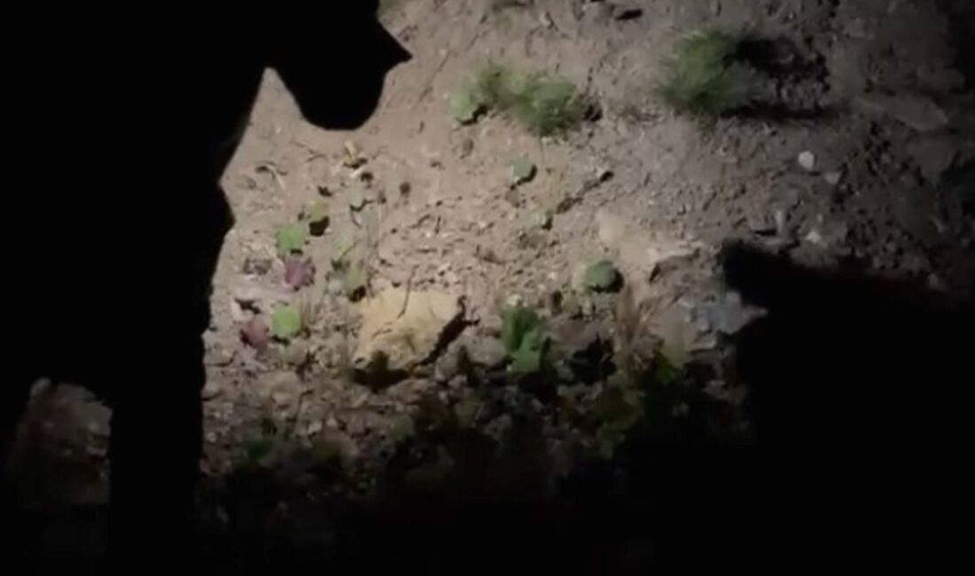 Bursa'da Uludağ yolunda tilki görüntüleri. Doğayla iç içe olduğu anlar