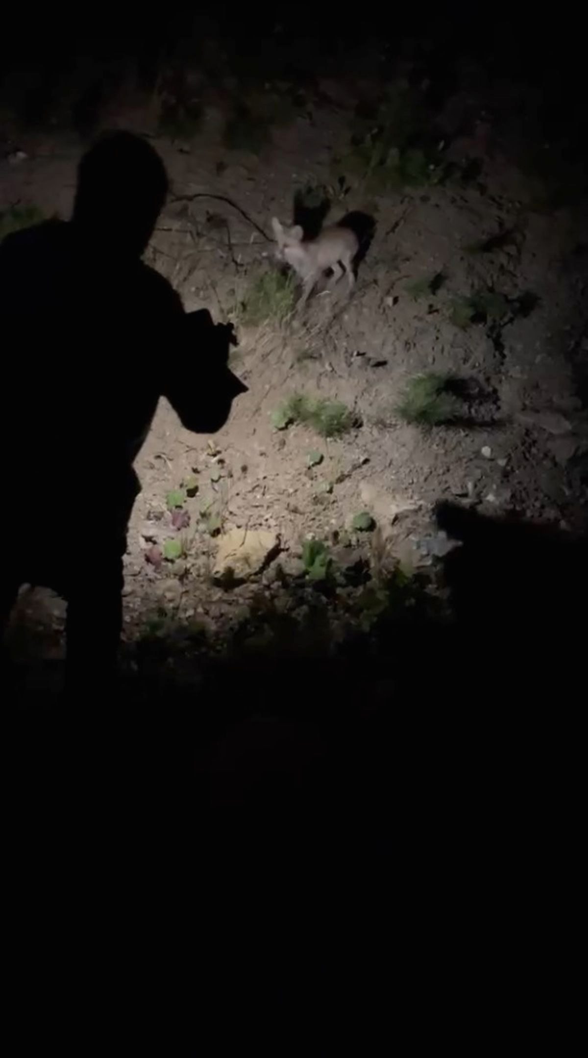 Bursa'da Uludağ yolunda tilki görüntüleri. Doğayla iç içe olduğu anlar