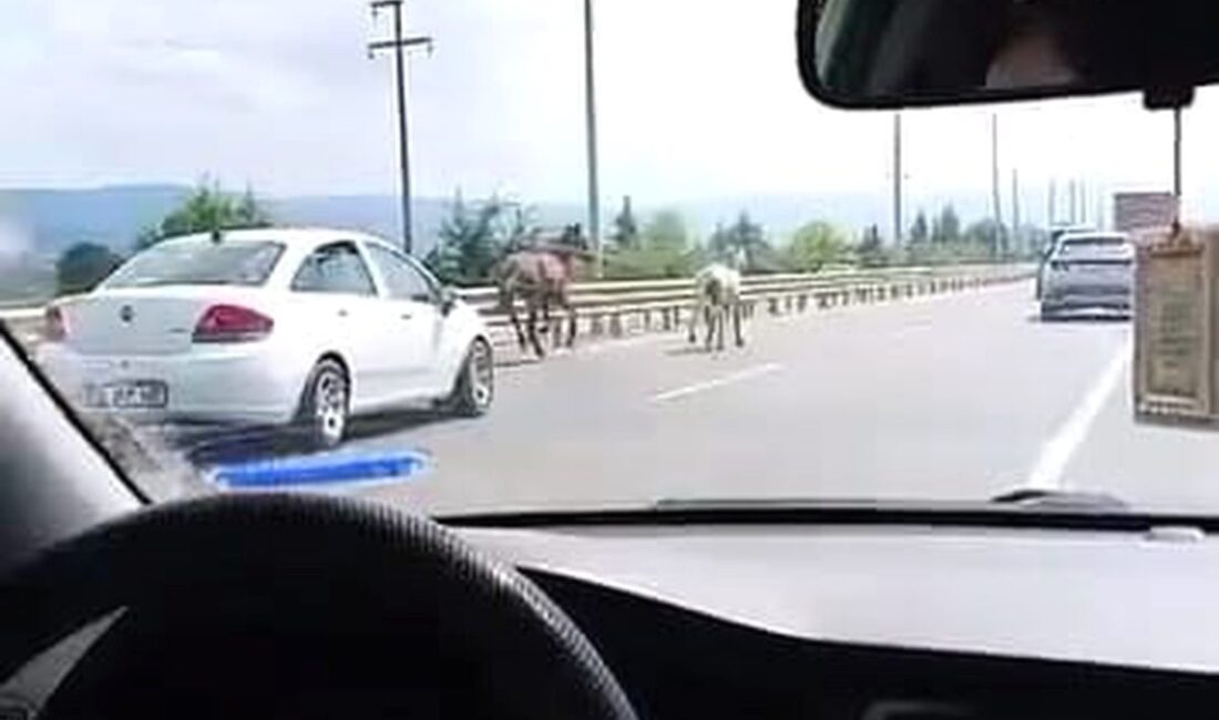 İnegöl'de başıboş atların yolda koştuğu olayın detayları ve güvenlik önlemleri