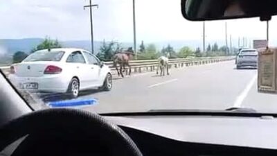 İnegöl'de başıboş atların yolda koştuğu olayın detayları ve güvenlik önlemleri