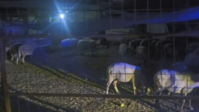 İnegöl'de küçükbaş hayvan kaybı jandarma operasyonuyla çözüldü. Güvenlik güçleri, olayla
