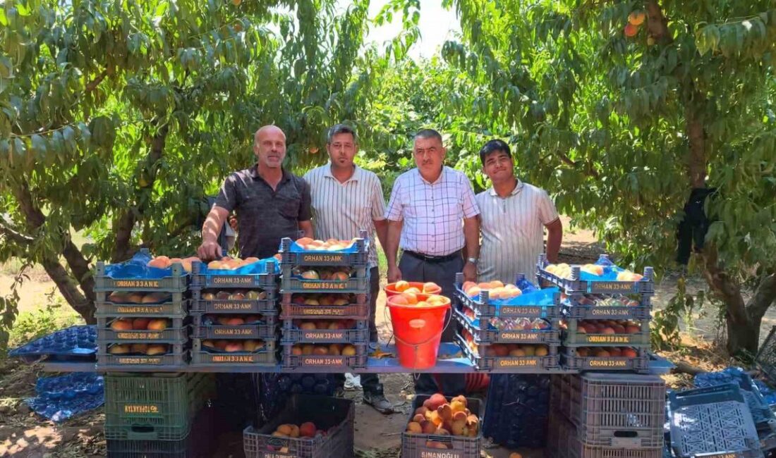 İnegöl'de şeftali hasadı başladı. Bölgemizdeki verimli topraklarda doğal yöntemlerle yetiştirilen