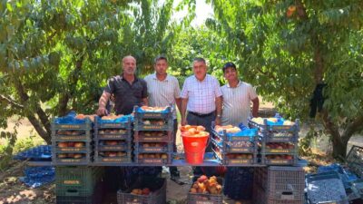 İnegöl'de şeftali hasadı başladı. Bölgemizdeki verimli topraklarda doğal yöntemlerle yetiştirilen