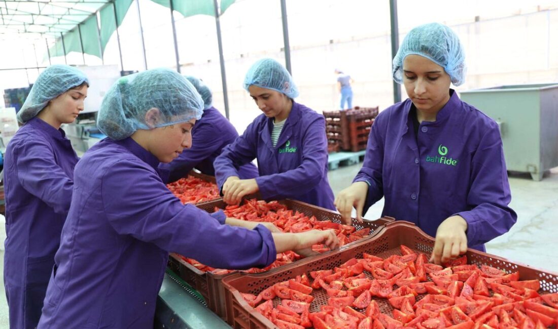 İzmir'de domates üretiminde hedefler büyüyor; sürdürülebilirlik ve verimlilik odaklı çalışmalarla