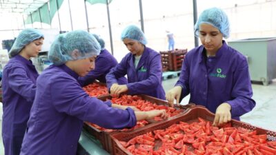 İzmir'de domates üretiminde hedefler büyüyor; sürdürülebilirlik ve verimlilik odaklı çalışmalarla