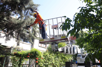 Osmangazi Belediyesi Ağaç Bakım Çalışmaları
