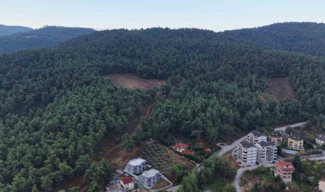 Bursa Çalı Mahallesi'nde ayı görünümüne ilişkin detaylı bilgi ve güncel