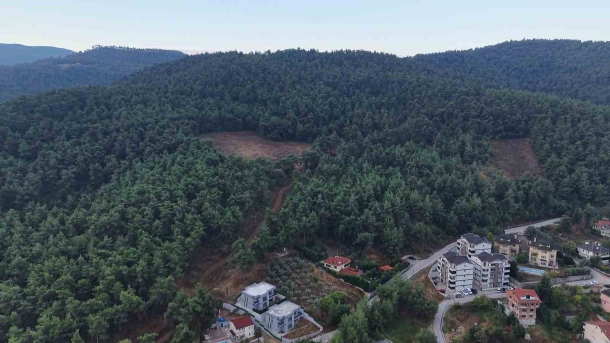 Bursa Çalı Mahallesi'nde ayı görünümüne ilişkin detaylı bilgi ve güncel