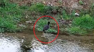 Bursa İnegöl'de nadir görülen kuş türüyle ilgili detaylar, uzmanların gözlemleri