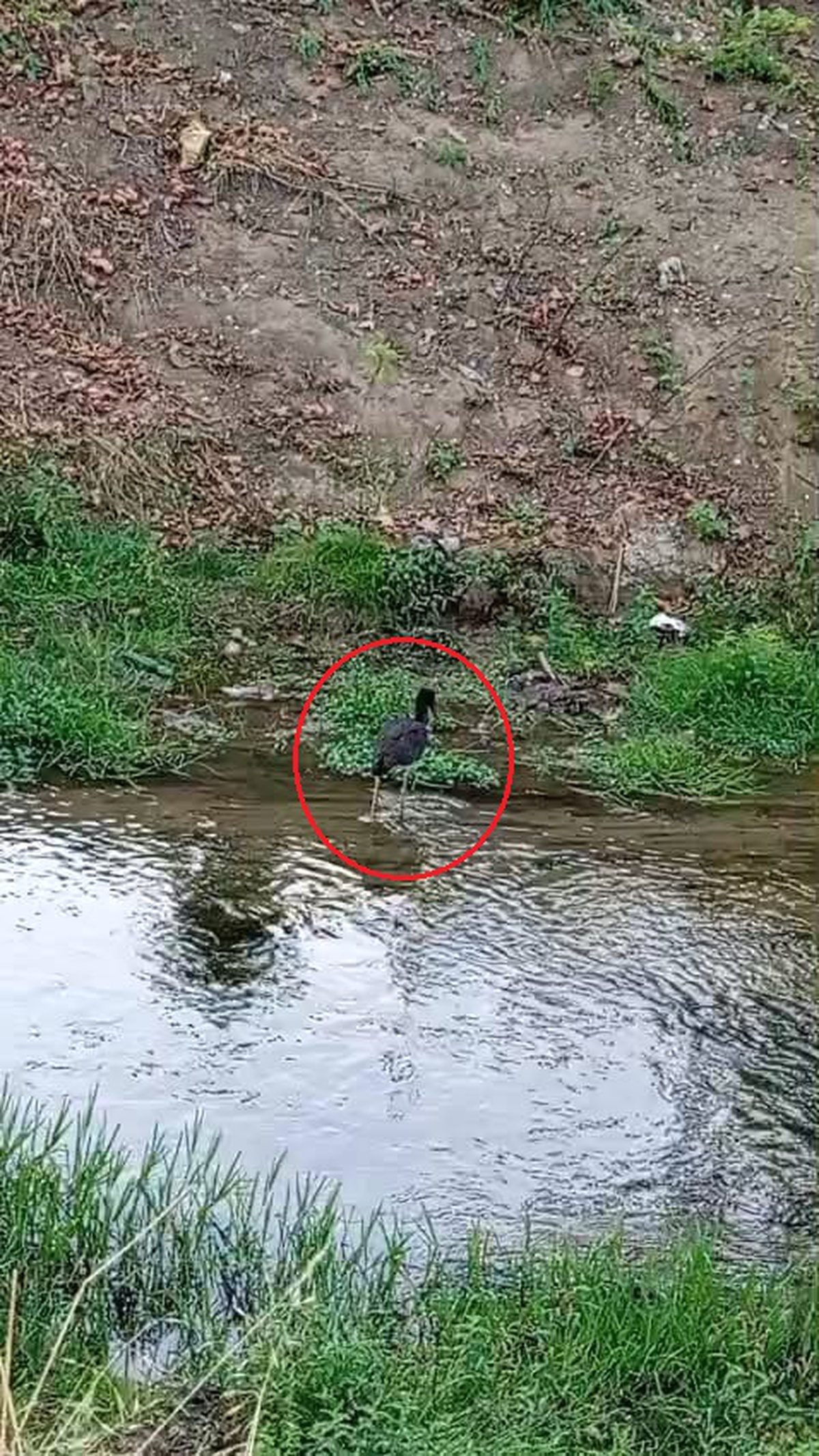 Bursa İnegöl'de nadir görülen kuş türüyle ilgili detaylar, uzmanların gözlemleri