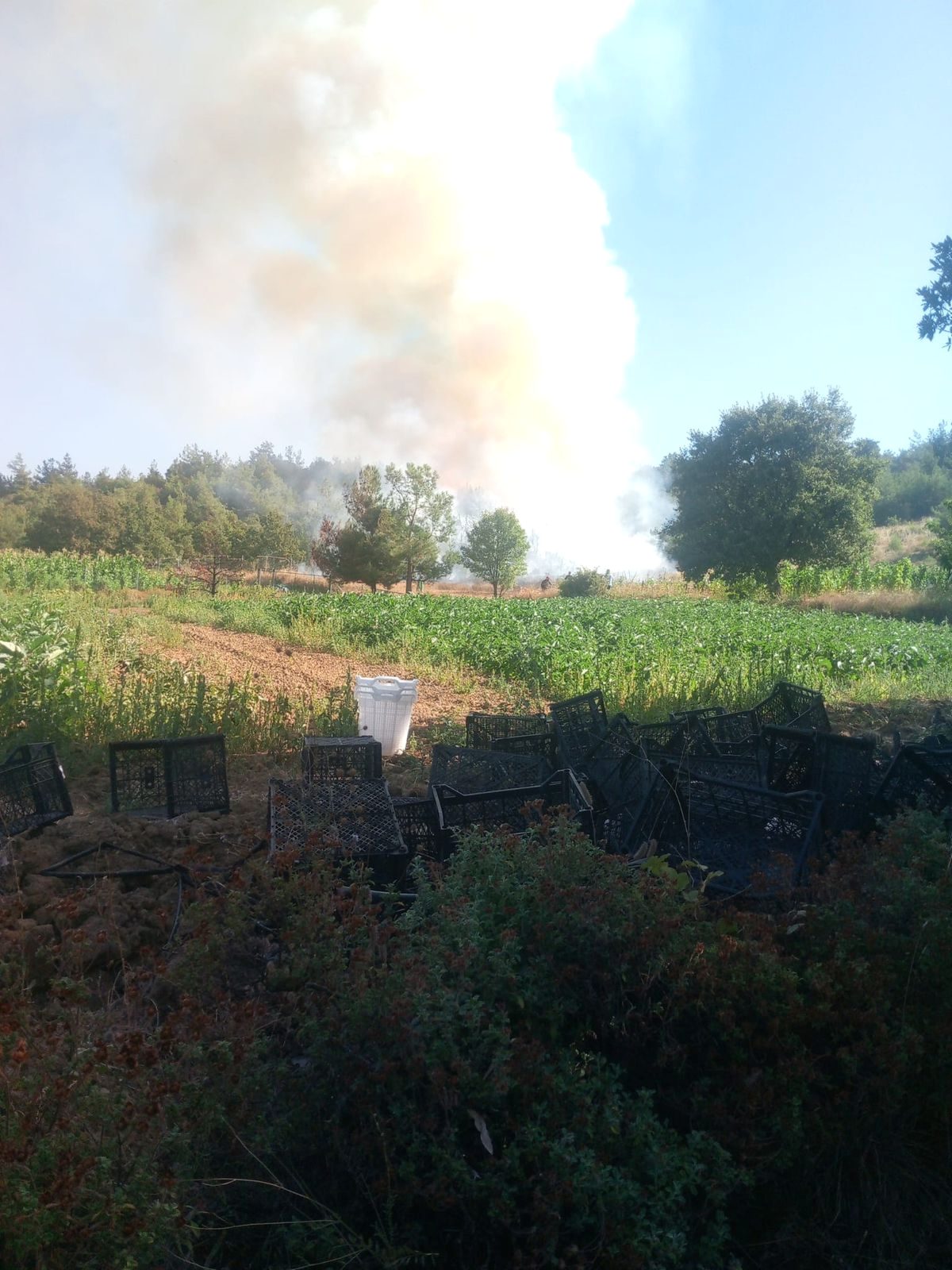 Bursa Kestel'de yaşanan orman yangınıyla ilgili detaylar, hasar ve önlemler