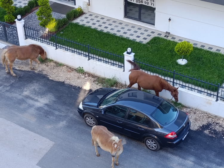 Bursa Mudanya'da Başıboş Atlar Endişe Yarattı