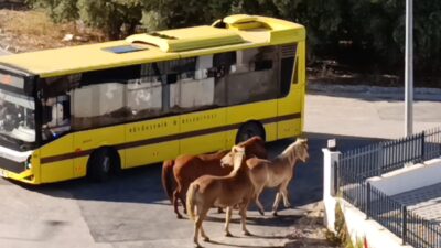 Bursa Mudanya'da başıboş atların görüldüğü olay bölge sakinlerinde endişe oluşturdu;