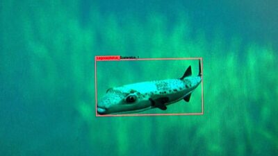 Bursa'da deniz ekosistemlerinin korunması ve izlenmesi için yapay zeka teknolojilerinin