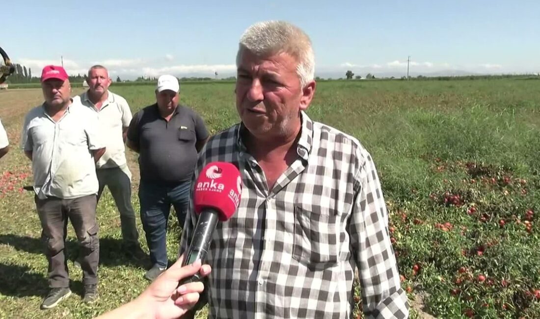 Bursa'da domates fiyatlarındaki ani düşüş, piyasa ve tüketiciler arasında çeşitli