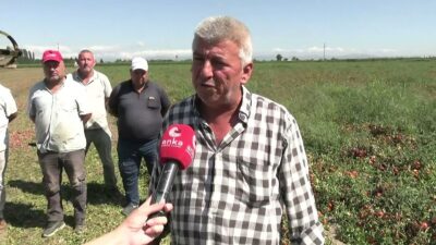 Bursa'da domates fiyatlarındaki ani düşüş, piyasa ve tüketiciler arasında çeşitli