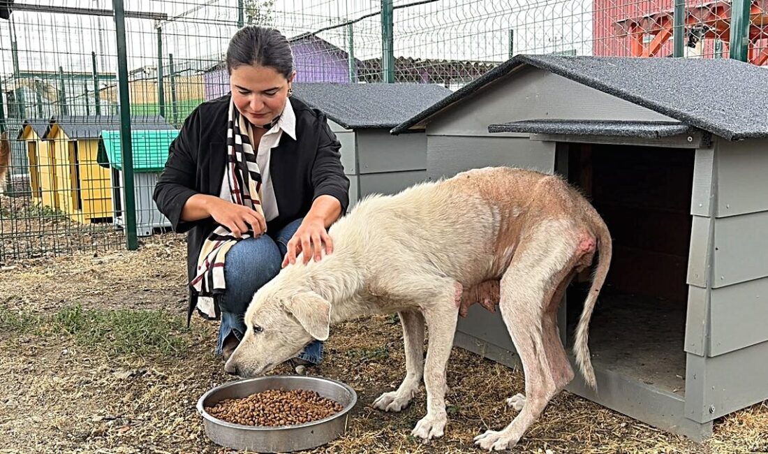 Bursa'da hayvanlara yönelik iddia edilen zulüm vakasıyla ilgili detaylar, olayın