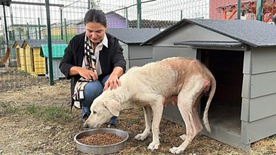 Bursa'da hayvanlara yönelik iddia edilen zulüm vakasıyla ilgili detaylar, olayın