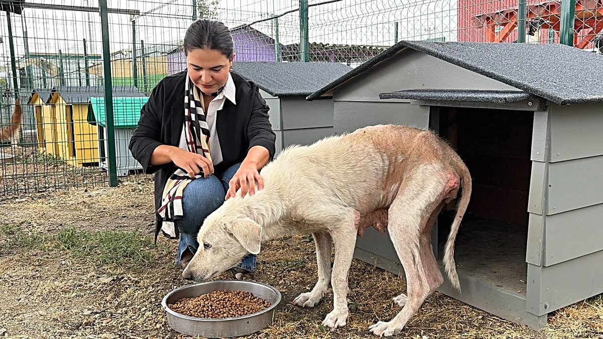Bursa'da hayvanlara yönelik iddia edilen zulüm vakasıyla ilgili detaylar, olayın