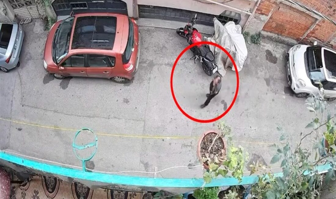 Bursa'da kediyi kafasından tutan şüphelinin detayları ve olayın gelişimi hakkında
