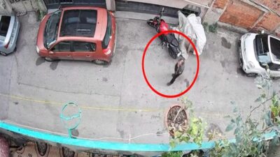 Bursa'da kediyi kafasından tutan şüphelinin detayları ve olayın gelişimi hakkında
