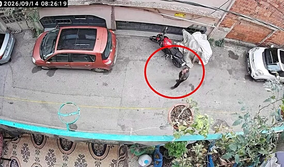 Bursa'da kediye şiddet olayını güvenlik kameraları kaydetti. Konuyla ilgili detaylar