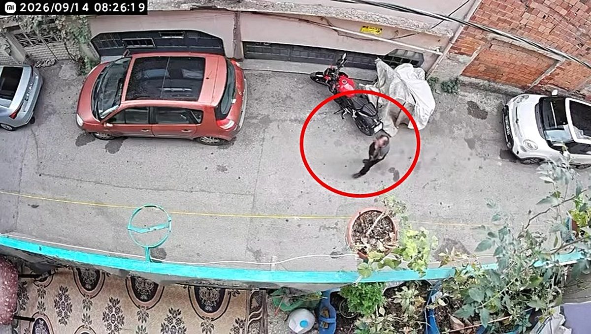 Bursa'da kediye şiddet olayını güvenlik kameraları kaydetti. Konuyla ilgili detaylar