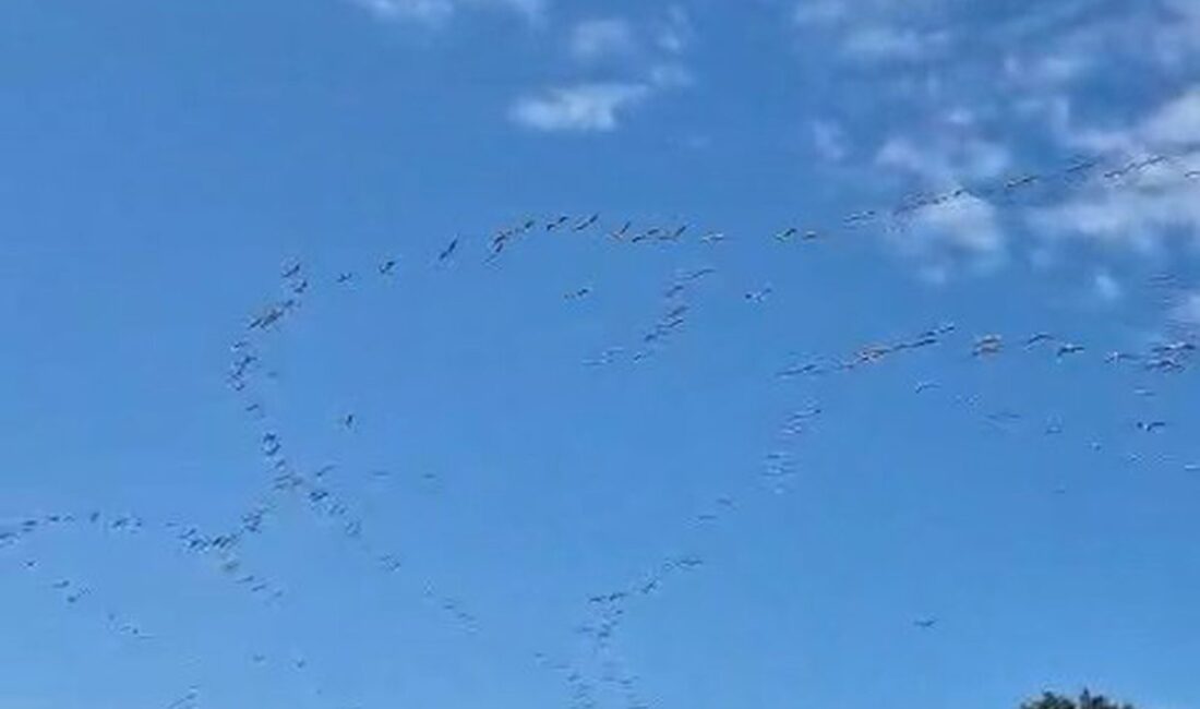 Bursa'da lelek göçü görüntüleri. Doğanın muhteşem anlarını yakalayın ve leleklerin