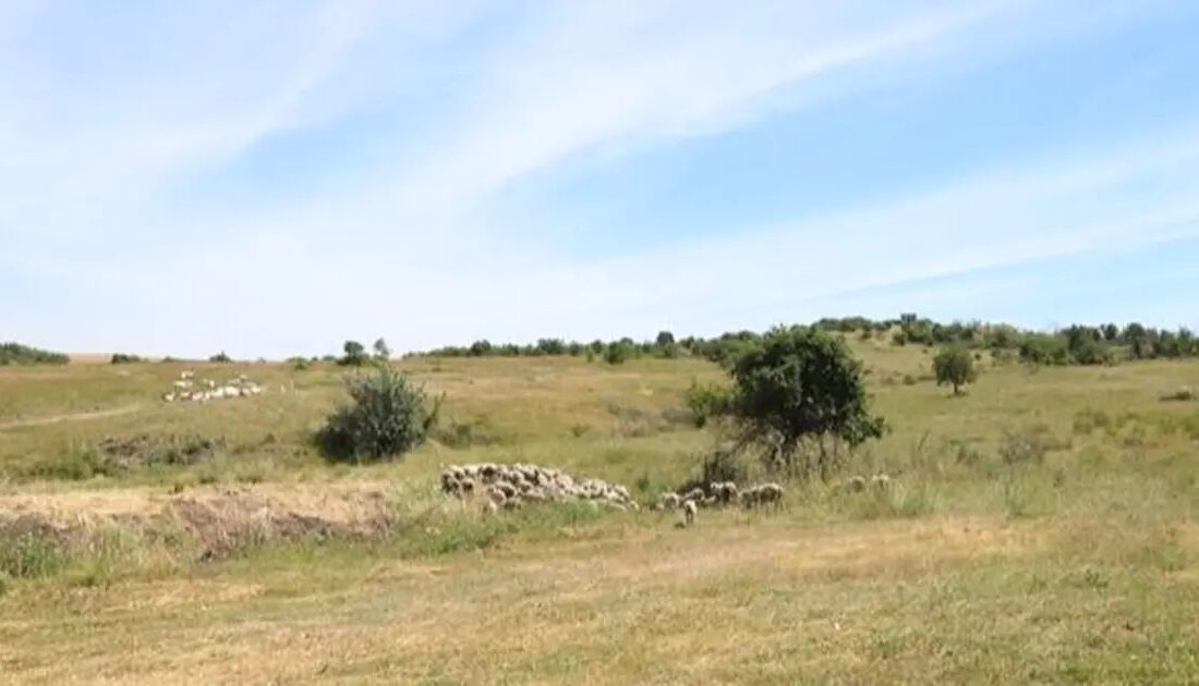 Bursa'da gerçekleştirilen mera iyileştirme çalışmalarıyla sürdürülebilir hayvancılık ve doğa dostu