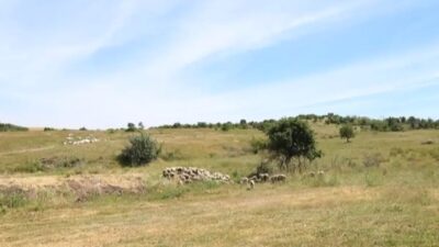 Bursa'da gerçekleştirilen mera iyileştirme çalışmalarıyla sürdürülebilir hayvancılık ve doğa dostu
