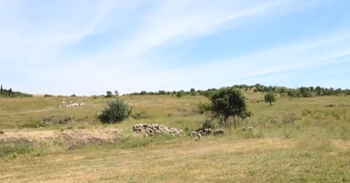 Bursa'da gerçekleştirilen mera iyileştirme çalışmalarıyla sürdürülebilir hayvancılık ve doğa dostu