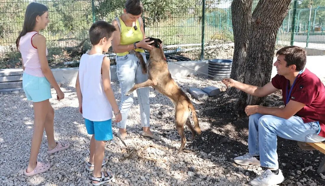 Bursa'da sahipsiz hayvanlar için yeni yuva arayışları ve projeleri hakkında