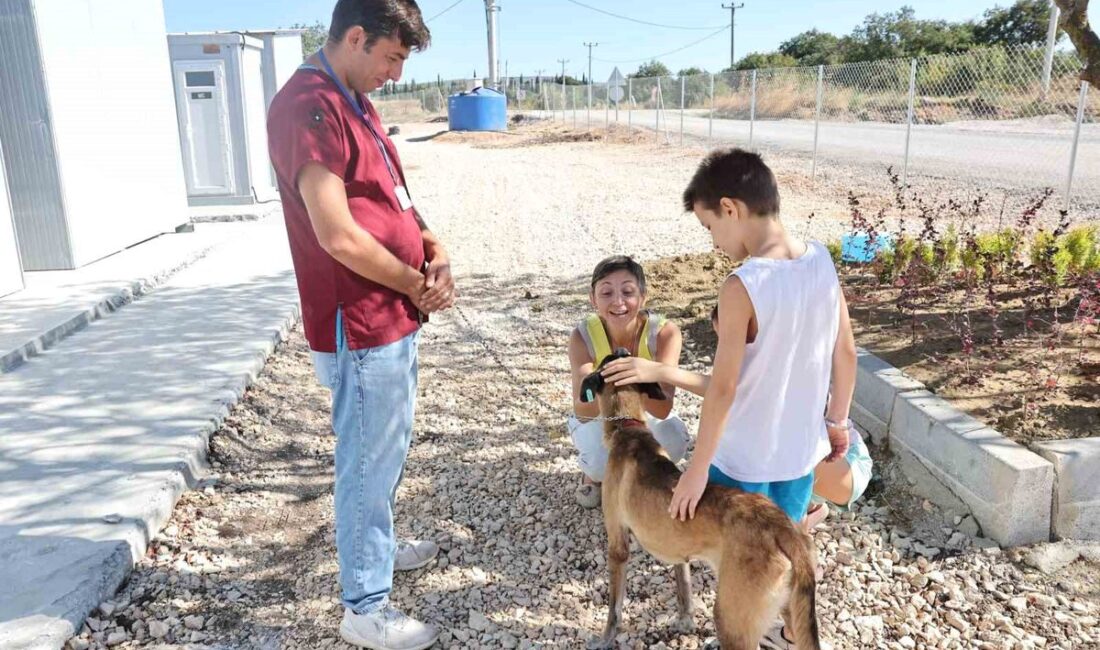 Bursa'da sahipsiz köpek, yardım ve sevgiyle umut buldu. İnsanların ilgisiyle