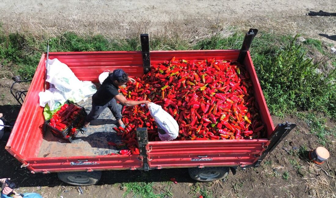 Bursa'da gerçekleştirilen Tarım Festivali, yerli ve yabancı ziyaretçilerden büyük ilgi