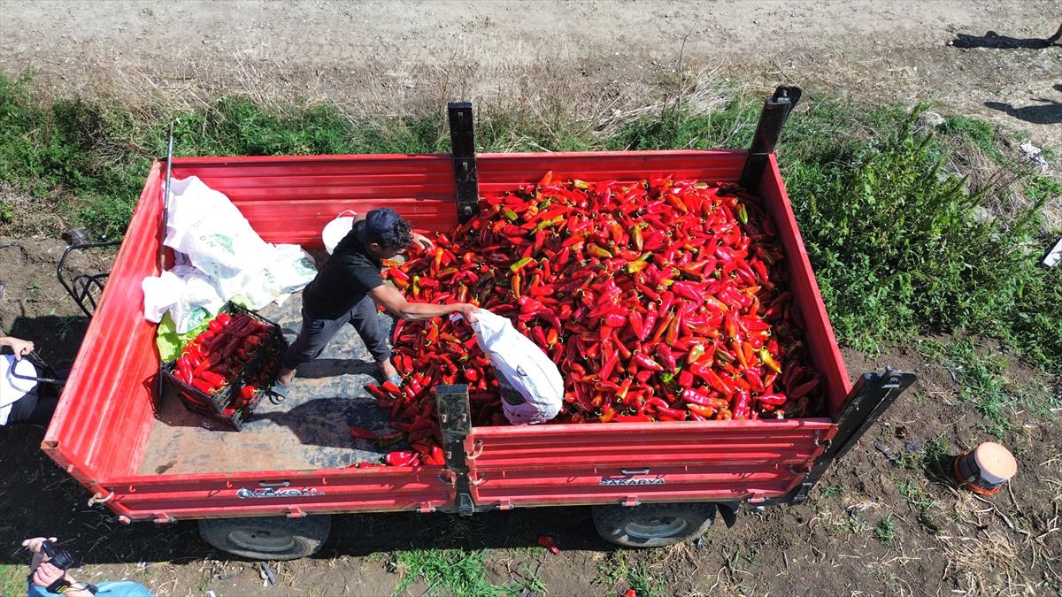 Bursa'da gerçekleştirilen Tarım Festivali, yerli ve yabancı ziyaretçilerden büyük ilgi