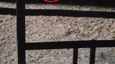 Bursa'da tilkiyi peynirle besleme anlarının detaylarını inceleyerek doğal yaşam ve