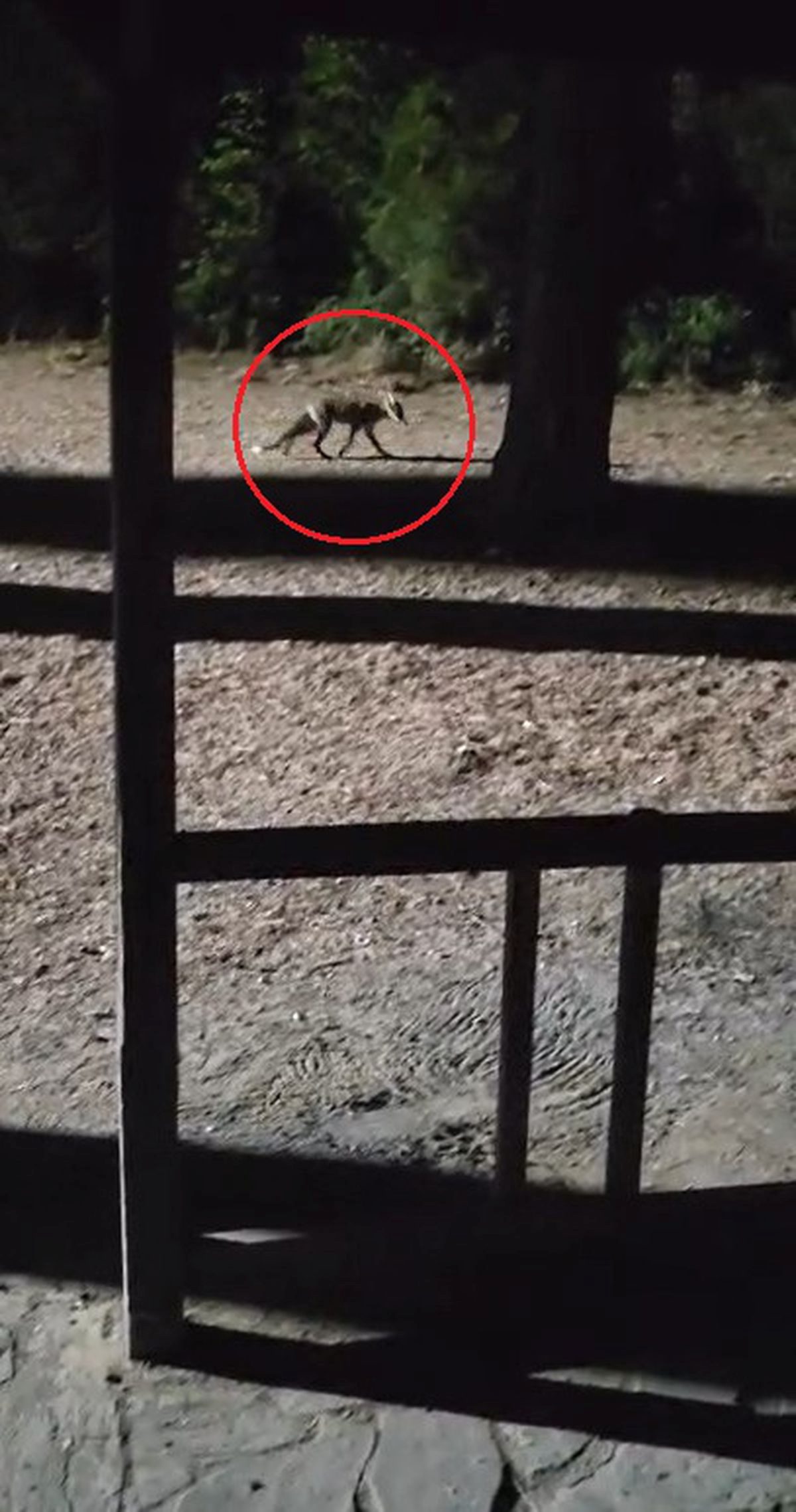 Bursa'da tilkiyi peynirle besleme anlarının detaylarını inceleyerek doğal yaşam ve