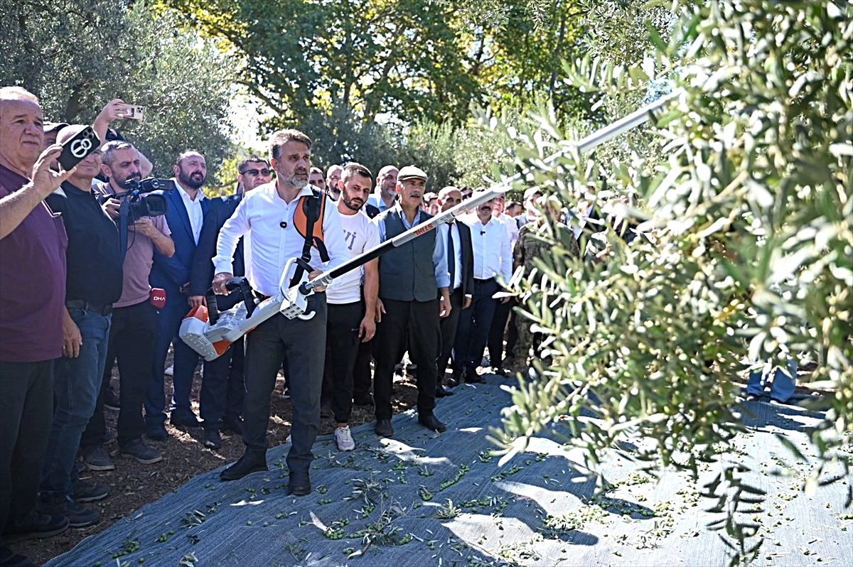 Bursa'da Zeytin Hasat Şenliği coşkusu, geleneksel kutlamalar ve kültürel etkinliklerle