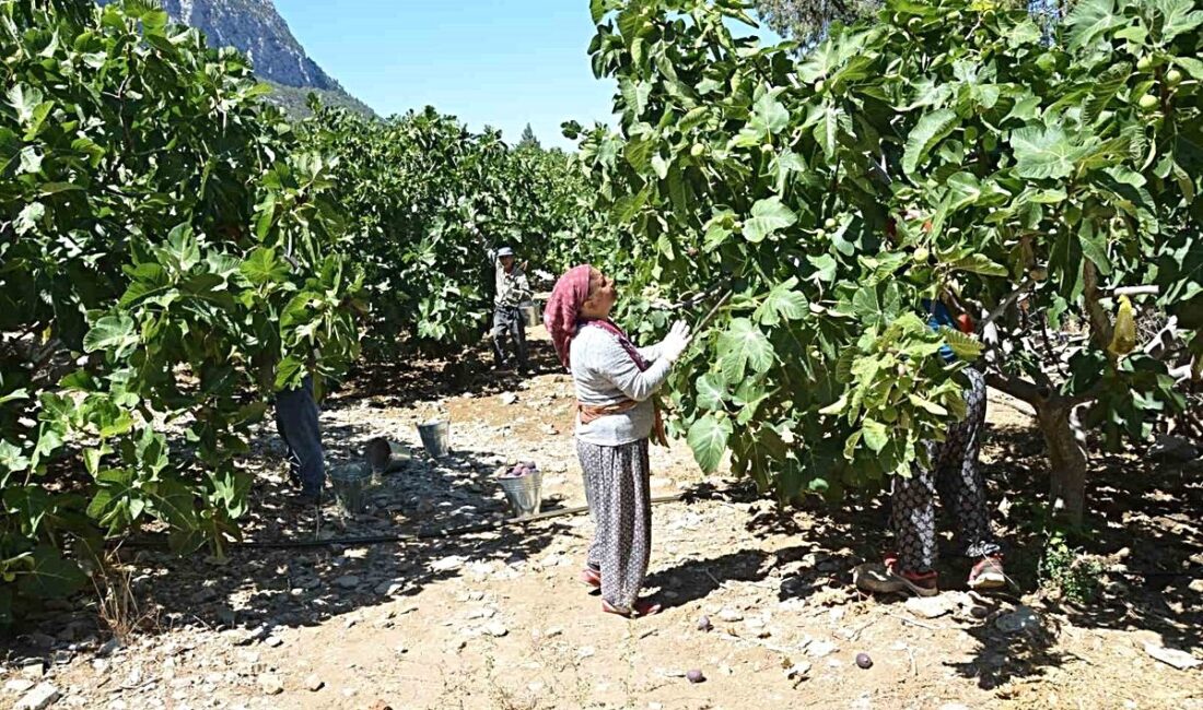 İbradı Ürünlü'nde incir hasadı başladı. Bölgede kaliteli incir ürünleri, modern