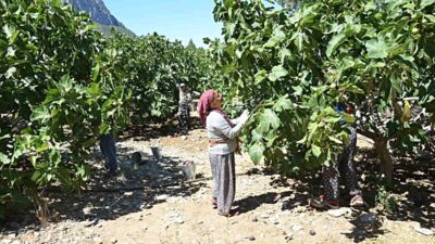 İbradı Ürünlü'nde incir hasadı başladı. Bölgede kaliteli incir ürünleri, modern