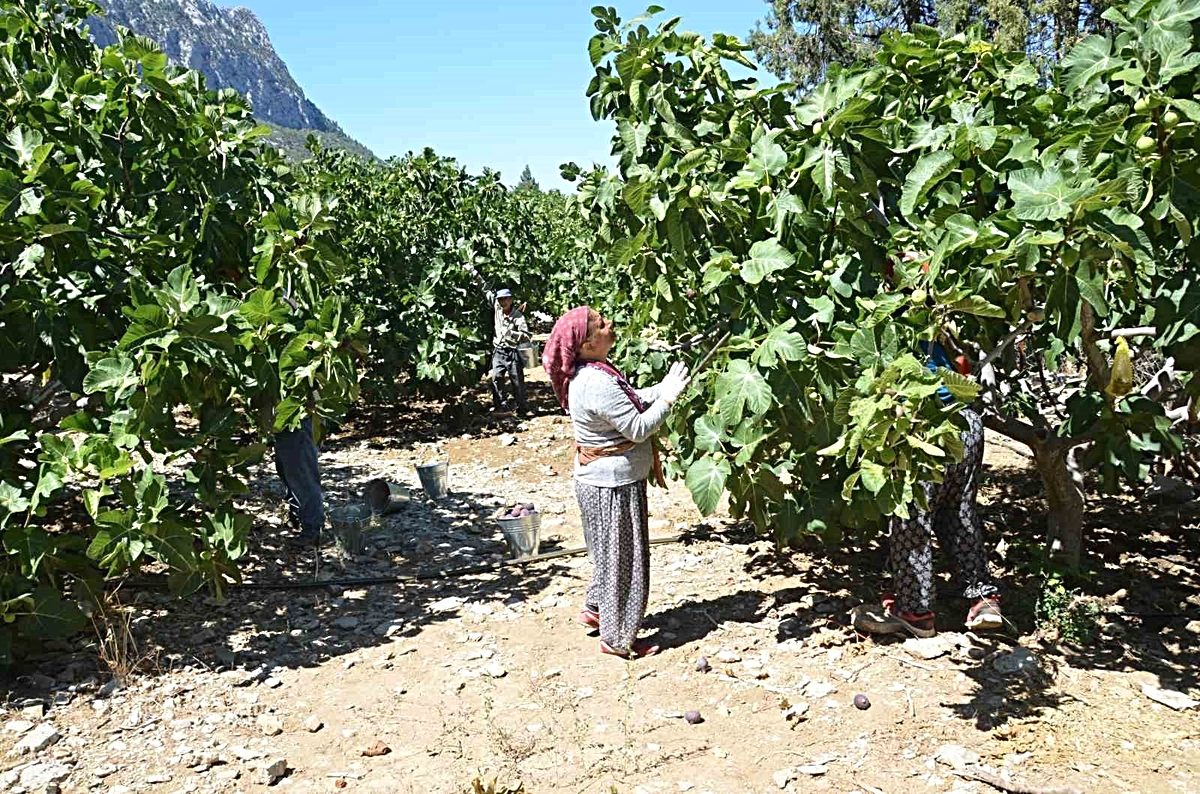 İbradı Ürünlü'nde incir hasadı başladı. Bölgede kaliteli incir ürünleri, modern