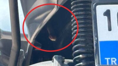 İnegöl'de motosiklet sürücülerinin yılan paniği yaşadığı olay detayları ve güvenlik